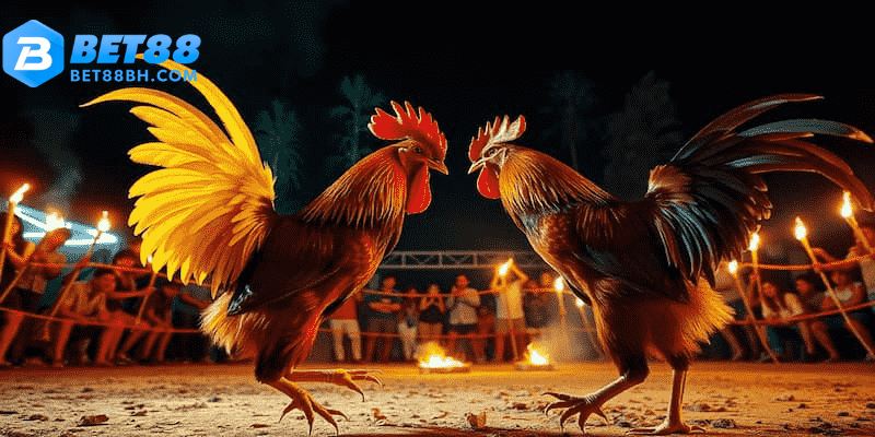 Đa dạng kèo cược trong đá gà bet88